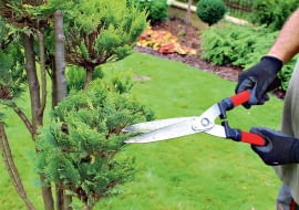 Nożyc szpalerowych używamy do cięcia stożków. Mają długie ramiona i ostrza, co ułatwia uzyskanie równej linii cięcia. Zaczynamy przycinać roślinę od dołu, a kończymy na wierzchołku. Niewprawnym w cięciu radzę do stożków przyłożyć bambusowe kijki i po nich prowadzić nożyce.