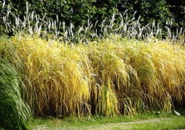 MISKANT CUKROWY MISCANTHUS ROBUSTUS TRAWA OZDOBNA FOT. ALDONA ZAKRZEWSKA PUBLIKACJA OGRODY NUMER SPECJALNY 2/2006 - OGROD MARZEN - 6.2006 SLOWA KLUCZOWE: OGRODY ROSLINY ZDJĘCIE DO WKŁADKI: PUBLIKACJA OGRODY NUMER SPECJALNY 2/2006 - OGROD MARZEN - CZASOPISMA