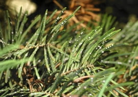 Ochojnika jodłowego łatwo zaobserwować, bo mszyca ta występuje na igłach pod postacią jakby białych kłębuszków waty.