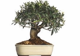 OLIWKA, także prowadzona jako drzewko bonsai, potrzebuje zimą chłodu i sporo światła. Niekiedy w tym czasie zrzuca liście.