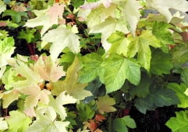 Klon jawor doskonale wyłapuje z powietrza metale ciężkie.