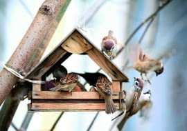 Wykładanie pokarmu rozpoczynamy dopiero z nastaniem mrozów