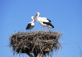 Czy bocian przynosi dzieci?