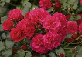 Róża okrywowa Gärtnerfreude.