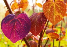 JESIEN ROSLINY GRUJECZNIK JAPONSKI CERCIDIPHYLLUM FOT. WOJCIECH KINDLARSKI PUBLIKACJA KWIETNIK NR 10 (154) - 10 2007 SLOWA KLUCZOWE: ROSLINY ZDJĘCIE DO WKŁADKI: PUBLIKACJA KWIETNIK NR 10 (154) - CZASOPISMA