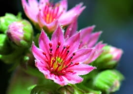 lato: Gwiazdki różowych, purpurowych i fioletowych kwiatków mają do kilkunastu płatków. Ozdobione są też pękiem pręcików. Osiągają średnicę 1 cm.