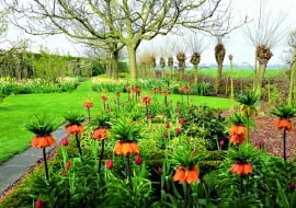 Okazy Korony cesarskiej nie powinny rosnąć w ścisku. Sadzi się je luźno, a miejsca pomiędzy nimi wypełnia np. tulipanami.