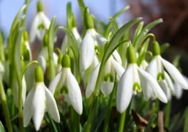 ROSLINY KWIATY SNIEZYCZKA PRZEBISNIEG GALANTHUS NIVALIS FOT. WOJCIECH KINDLARSKI PUBLIKACJA KWIETNIK NR 2 (158) - 2 2008