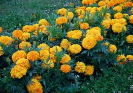 Aksamitki sę skuteczne m.in. w walce z nicieniami i odstraszają krety.