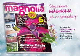 Magazyn Magnolia