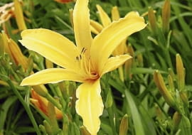 ROSLINY KWIATY LILIOWIEC HEMEROCALLIS X HYBRIDA ' ATLAS ' FOT. KATARZYNA JODLOWSKA PUBLIKACJA OGRODY NR 9 (113) - 9 2008 SLOWA KLUCZOWE: ROSLINY KWIATY