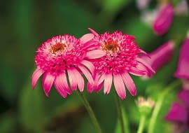 Jeżówka purpurowa 'Pink Double'