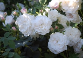 Róże białe