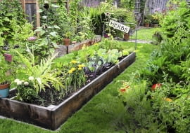 Podwyższony zagon zbity z desek i wzmocniony narożnymi kołkami wypełniamy żyzną ziemią.