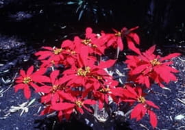 GWIAZDA BETLEJEMSKA ZDJ. NR 1 FOT. JERZY WOZNIAK [B@db5b7ba5