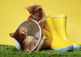 Konkurs "Zwierzaki podpatrzone w akcji"