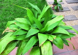 Na lato można wynieść aspidistrę na zewnątrz, ale lepiej ustawić ją w półcieniu. Ostre słońce przypali jej liście.