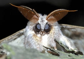 Ćmy. Imponujące grzebieniaste czułki samca potwory buczynówki pełnią funkcję nosa służącego do wykrywania feromonów samicy