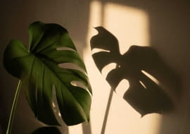 Czy monstera lubi Słońce