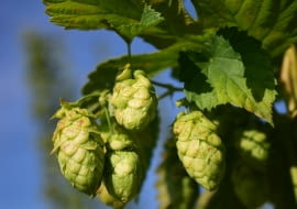 Chmiel HOPS