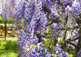 Aby glicynia lepiej kwitła, należy dbać, by jej pędy były dobrze nasłonecznione i niezbyt długie.