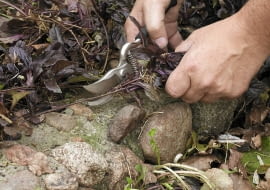 rozmnazanie przez odrosty przybyszowe