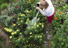 naturalne metody ochrony roślin