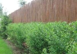 Aby żywopłot był piękny, trzeba go przycinać i nawozić