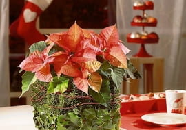 Ozdoby i dekoracje świąteczne na Boże Narodzenie z gwiazdy betlejemskiej. MATERIAŁ: poinsecja, ostrokrzew, dekoracyjne szpilki i sznurek, 2 kostki suchej gąbki florystycznej. Aranżacje i zdjęcia: Stars for Europe