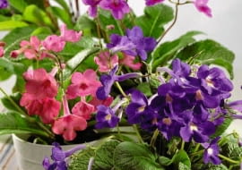 30.05.2007 4 KATY ROSLINY DONICZKOWE SKRETNIK STREPTOCARPUS STYLIZACJA JOANNA PLACHECKA FOT. WOJCIECH SURDZIEL / AGECJA GAZETA PUBLIKACJA KWIETNIK NR 8 (152) - 8 2007 PUBLIKACJA KWIETNIK NR 7 (199) - 7 2011 SLOWA KLUCZOWE: ROSLINY KWIATY ZDJĘCIE DO WKŁADKI: PUBLIKACJA KWIETNIK NR 8 (152) - CZASOPISMA