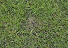 Trawnik. Plamy na trawniku