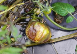 SONY DSC8BIM%WuX`z8BIM:printOutputPstSboolInteenumInteClrmprintSixteenBitboolprinterNameTEXTprintProofSetupObjcUstawienie prbyproofSetupBltnenumbuiltinProofproofCMYK8BIM;