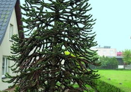 W Mrzezinie koło Pucka rośnie w gruncie dorodna araukaria chilijska, jedna z największych w Polsce. Obok niej piękny okaz aukuby - rośliny równie wrażliwej na mróz.