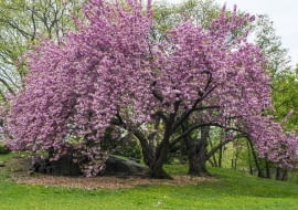 Wiśnie japońskie osiągają wysokość 5-8 metrów; lubią stanowiska nasłonecznione