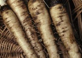 Salsifis 'Mammouth' (Tragopogon porrifolium) SLOWA KLUCZOWE: Asteraceae Flechtkorb Gem´se H´lsenfrucht Korb Pflanze Pflanzen Portrait Stilleben Stillleben Stills Tragopogon porrifolius vertikal