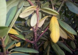 Chore rododendrony. Fot. 6