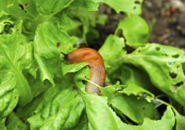 Ślimak na sałacie
