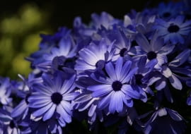 Czubatka ubiorkolistna