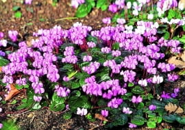 CYKLAMEN DYSKOWATY poznamy po niemal okrągłych liściach i szerokich płatkach