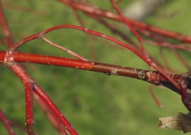 nagłe zamieranie roślin