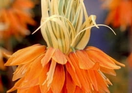 Szachownica Aureomarginata. Kwiaty cebulowe