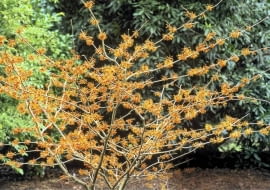 Oczar pośredni 'Aphrodite' rozrasta się szeroko, a jego kwiaty gęsto pokrywają gałązki