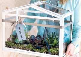 Co posadzić w domowej szklarence