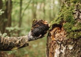 Błyskoporek podkorowy