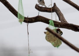 29.01.2008 STRY RAMUL LESNICZOWKA KARMIK DLA PTAKOW . FOT. TOMASZ WASZCZUK / AGENCJA GAZETA SLOWA KLUCZOWE: PTAKI ZYWNOSC ZIMA