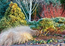 %Border at The Winter Garden, Bressingham Gardens, Norfolk, UK. Pennisetum alopecuroides Hameln left, Pinus strobus Reinshaus in front of Cornus sericea Cardinal. Betula Grayswood Ghost, Chamaecyparis lawsoniana Aurea Densa and Cupressus arizonica var. glabra Blue Ice and Bergenia.