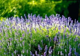 ROSLINY KWIATY LAWENDA