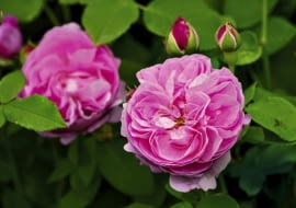 Róża portlandzka 'Comte De Chambord'