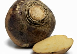 Brukiew ma kulisto-owalny korzeń i żółty miąższ.