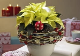 Gwiazda betlejemska. Stroiki bożonarodzeniowe. Roślina w osłonce z kryzą plecioną z gałązek, filcowych sznurków i drucików z koralikami